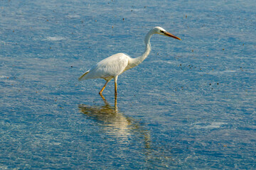 Cuba, Cayo Coco, great white egret or great white heron
