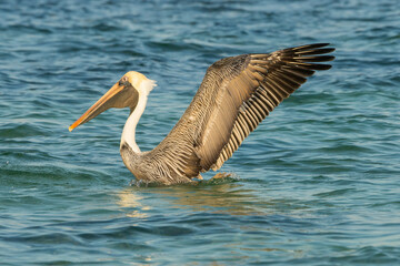 Cuban brown pelican, Cayo Coco, Atlantic coast