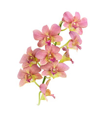 Naklejka na ściany i meble Pink orchids isolated on white background, clipping path