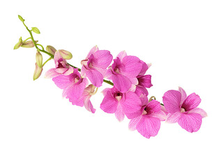 Fototapeta na wymiar Pink orchids isolated on white background, clipping path