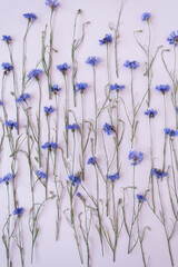 Blue cornflowers on pink background. Flowers composition