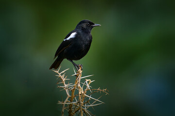 Pied bush chat, Saxicola caprata, black bird with white wings sitting on the branch, Marchison Falls NP in Uganda, Africa. Nature wildlife.