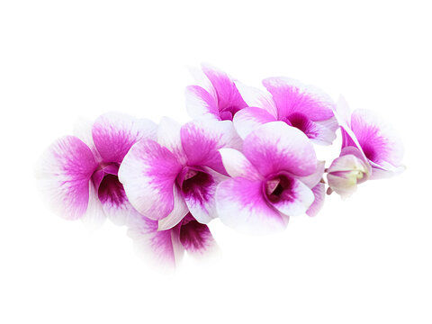 Pink and white orchids isolated on white background, clipping path
