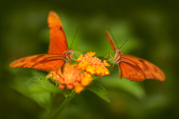 Wildlife Costa Rica. Two orange butterfly Dryas iulia, Spelled julia heliconian, butterfly in...