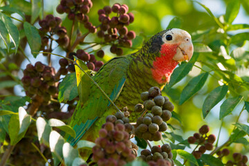 The Cuban amazon parrot (the rose-throated parrot)