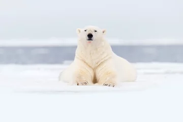 Deurstickers IJsbeer op de rand van het drijfijs met sneeuw en water in de Svalbard-zee. Wit groot dier in de natuurhabitat, Europa. Wildlife scène uit de natuur. Gevaarlijke beer liggend op het ijs, Arctisch Noorwegen. © ondrejprosicky