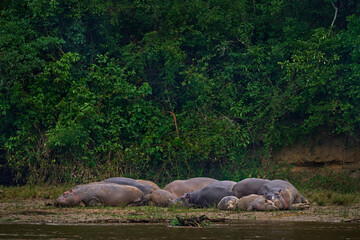 Hippo pool in the dark forest, Yshasha river, Congo near the Uganda border. Africa morning landscape with forest. Africa wildlife. Herd of big animals. River with sleeping hippos.