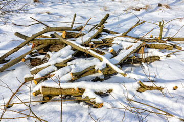 In the winter, a pile of felled trees for firewood