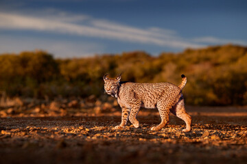 Spain wildlife. Iberian lynx, Lynx pardinus, wild cat endemic Spain in Europe. Rare cat walk in the...