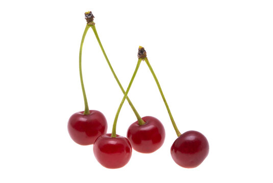 cherry isolated