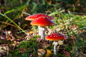 Fototapeta premium The toxic mushroom Amanita muscaria at Kendlmuehlfilz near Grassau, an upland moor in Bavaria, Germany