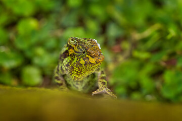 Chameleon from Uganda in Africa. Johnston's Chameleon, Chamaeleo johnstoni, walking along branch, Bwindi National Park, Uganda.Green chameleon on the tree in forest, Uganda wildlife.