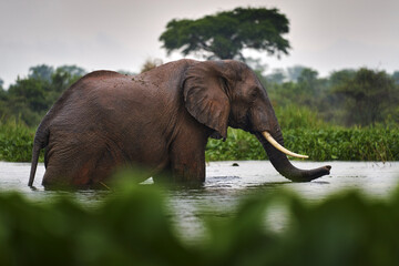 Fototapeta premium Elephant in rain, Victoria Nile delta. Elephant in Murchison Falls NP, Uganda. Big Mammal in the green grass, forest vegetation. Elephant watewr walk in the nature habitat. Uganda wildlife, Africa.