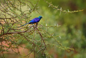 Golden-breasted Starling - Lamprotornis regius, beautiful colored starling from African bushes and savannahs, Tsavo West, Kenya.