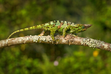 Chameleon from Uganda in Africa. Johnston's Chameleon, Chamaeleo johnstoni, walking along branch, Bwindi National Park, Uganda.Green chameleon on the tree in forest, Uganda wildlife.
