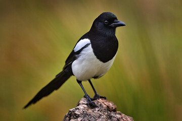 Magpie in forest, Pica pica, black and white bird with long tail, in the nature habitat, clear background. Wildlife scene from nature, dark green forest. European magpie, hot day in Spain, Europe.