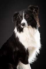 Pensive beautiful portrait of black and white shepherd dog