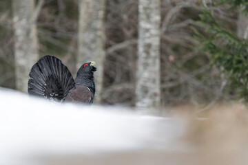 The breeding season, Eurasian capercaillie male in wedding parade (Tetrao urogallus)