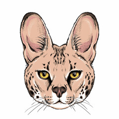 Cute serval head. Portrait of wild animal.