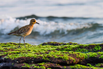 Pacific golden plover standing on rock. Golden plover. Water bird. Pluvialis fulva.