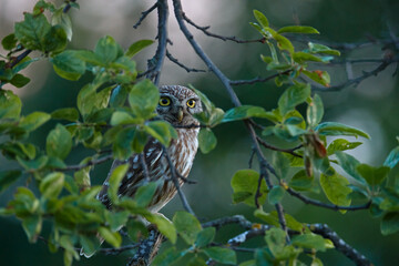Little Owl, Athene noctua, bird in old roof tile ruin. Urban wildlife with bird with yellow eyes, Bulgaria. Wildlife scene from nature. Animal behavior in urban habitat, hidden owl.