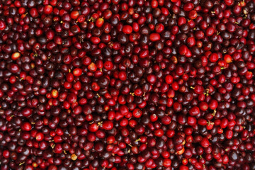 close up of fresh coffee beans for background                                                                                