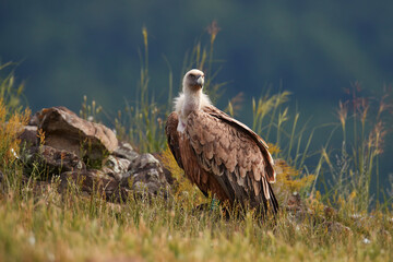 Griffon Vulture, Gyps fulvus, big birds of prey sitting on rocky mountain, nature habitat, Madzarovo, Bulgaria, Eastern Rhodopes. Wildlife from Balkan. Wildlife scene from nature. Blue flower on rock.