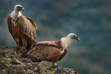 Griffon Vulture, Gyps fulvus, big birds of prey sitting on rocky mountain, nature habitat, Madzarovo, Bulgaria, Eastern Rhodopes. Wildlife from Balkan. Wildlife scene from nature. Blue flower on rock.