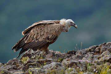 Griffon Vulture, Gyps fulvus, big birds of prey sitting on rocky mountain, nature habitat, Madzarovo, Bulgaria, Eastern Rhodopes. Wildlife from Balkan. Wildlife scene from nature. Blue flower on rock.