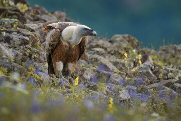 Griffon Vulture, Gyps fulvus, big birds of prey sitting on rocky mountain, nature habitat, Madzarovo, Bulgaria, Eastern Rhodopes. Wildlife from Balkan. Wildlife scene from nature. Blue flower on rock.