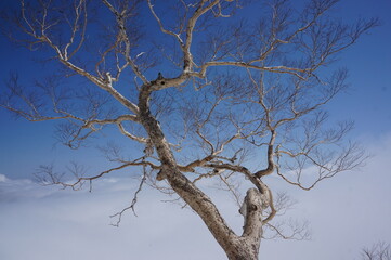 厳冬期アルプスの樹