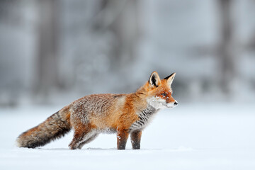 Czech nature. Red fox in white snow. Cold winter with orange furry fox. Hunting animal in the snowy meadow, Japan. Beautiful orange coat animal in nature.