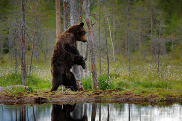 Bear with summer forest, wide angle with habitat. Beautiful brown bear walking around lake, fall colours. Big danger animal in habitat. Wildlife scene from nature, Russia.