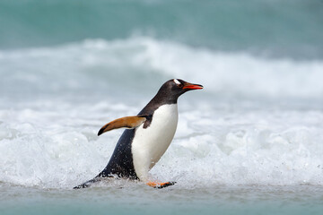 Naklejka premium Running Penguin in the ocean water. Gentoo penguin jumps out of the blue water after swimming through the ocean in Falkland Island. Wildlife scene from nature.