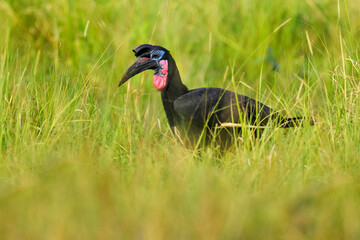 Abyssinian ground hornbill,Bucorvus abyssinicus, big black bird from Uganda. Hornbill walk in the...