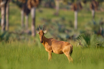 Lelwel hartebeest, Alcelaphus buselaphus lelwel, also known as Jackson's hartebeest antelope, in the green vegetation in Africa. Hartebeest in Murchison Falls NP, Uganda.