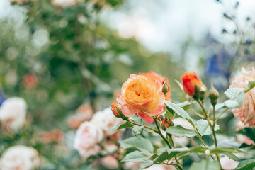 Image of flowers plant of big Gartenspass rose Floribunda on blurred out of focus green twig rosa shrub background. Bright yellow orange peach blossom petals. Side view