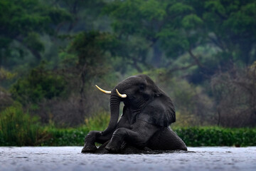 Elephant in rain, Victoria Nile delta. Elephant in Murchison Falls NP, Uganda. Big Mammal in the...