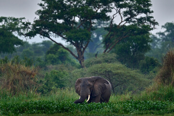 Elephant in rain, Victoria Nile delta. Elephant in Murchison Falls NP, Uganda. Big Mammal in the green grass, forest vegetation. Elephant watewr walk in the nature habitat. Uganda wildlife, Africa. - Powered by Adobe