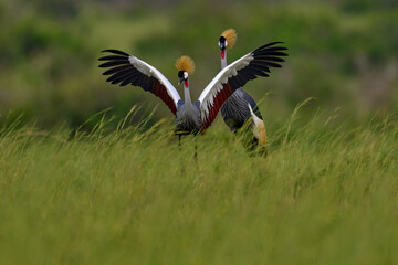 Bird dance. Crane love. Grey crowned crane, bird love, Balearica regulorum, with dark background. Bird head with gold crest in heavy rain, Africa, Uganda. Big bird fly in the nature. 