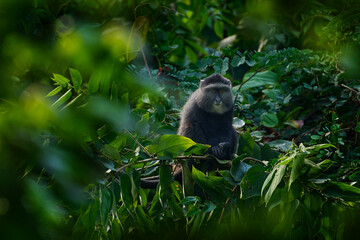 Blue diademed monkey, Cercopithecus mitis, sitting on tree in the nature forest habitat, Bwindi Impenetrable National Park, Uganda in Africa. Cute monkey with long tail on big tree branch, wildlife.