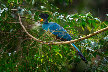 Great blue turaco, Corythaeola cristata, bird sitting on the tree branch in the nature habitat. Blue turaco in Kibale Forest in Uganda, Africa. Beautiful bird with crest in the forest nature habitat.