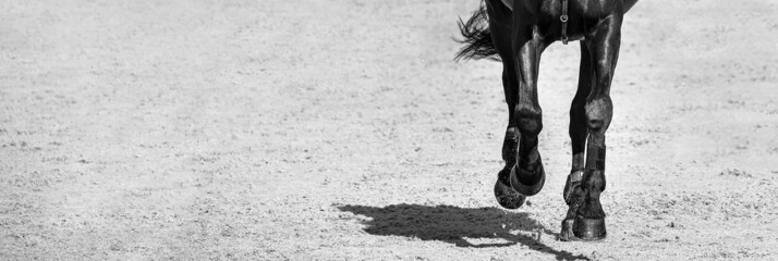 Rider and horse in jumping show, black and white. Beautiful girl on horse, monochrome, equestrian...