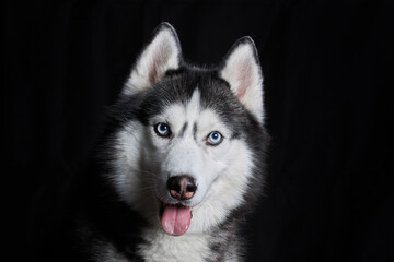 Siberian husky dog face on black background. © Konstantin
