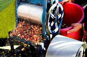 Wet process for ripe coffee wash in pulping machine by pulper. Harvested coffee beans ready to have their pulp removed are placed into a traditional hand turned machine.