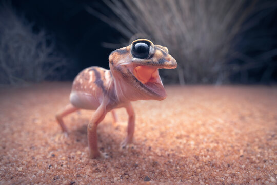 Portrait of a wild, aggitated Pernatty knob-tailed gecko (Nephrurus deleani) from arid South Australia 