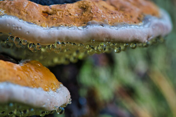 A mushroom tinder with the Latin name Fomitopsis pinicola in the autumn forest - obrazy, fototapety, plakaty