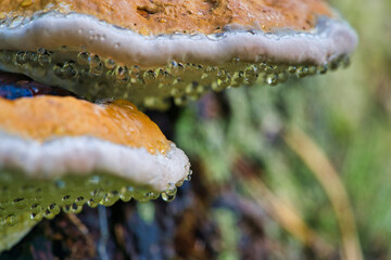 A mushroom tinder with the Latin name Fomitopsis pinicola in the autumn forest - obrazy, fototapety, plakaty