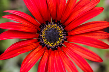 A bright orange African Daisy : frontal  view ; close up