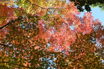 紅葉のグラデーション